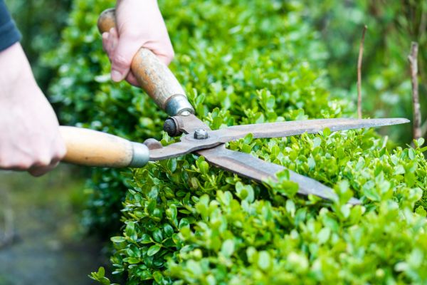 Hedge Trimming Sydney