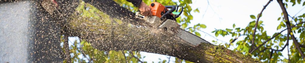 Tree Cutting Sydney