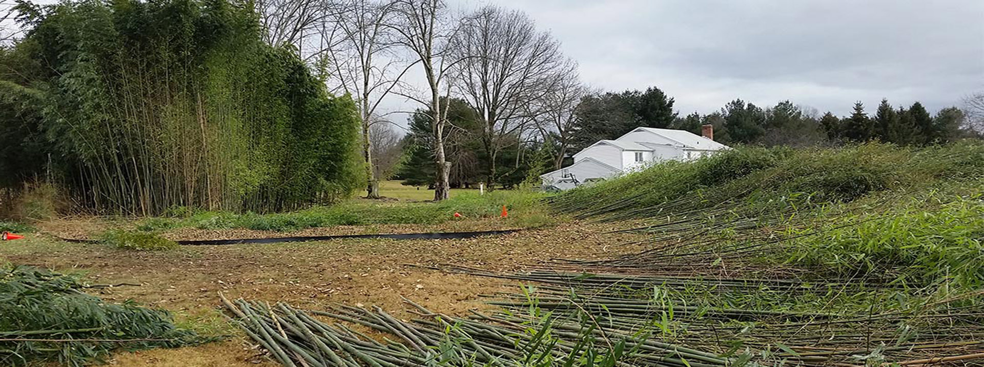 Bamboo Removal Near Me