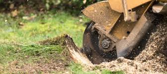 Stump Grinding Sydney