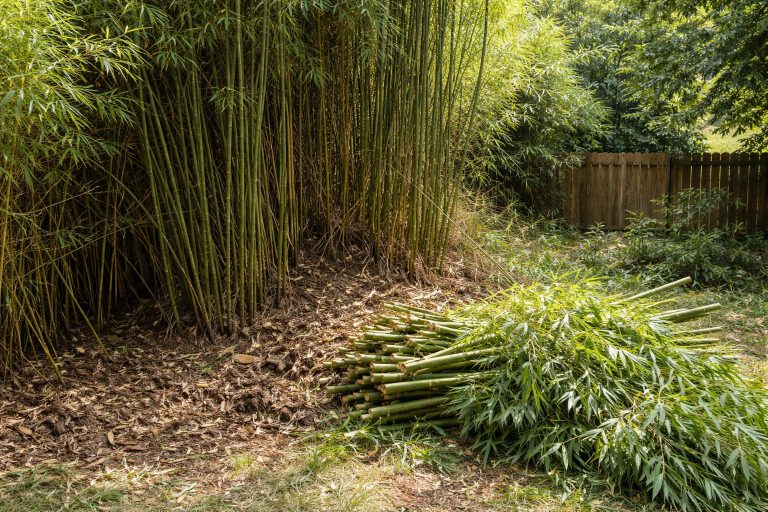Bamboo Removal Sydney