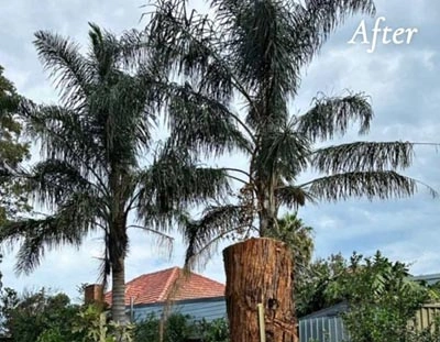 After tree removal