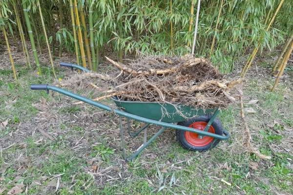 Bamboo Removal