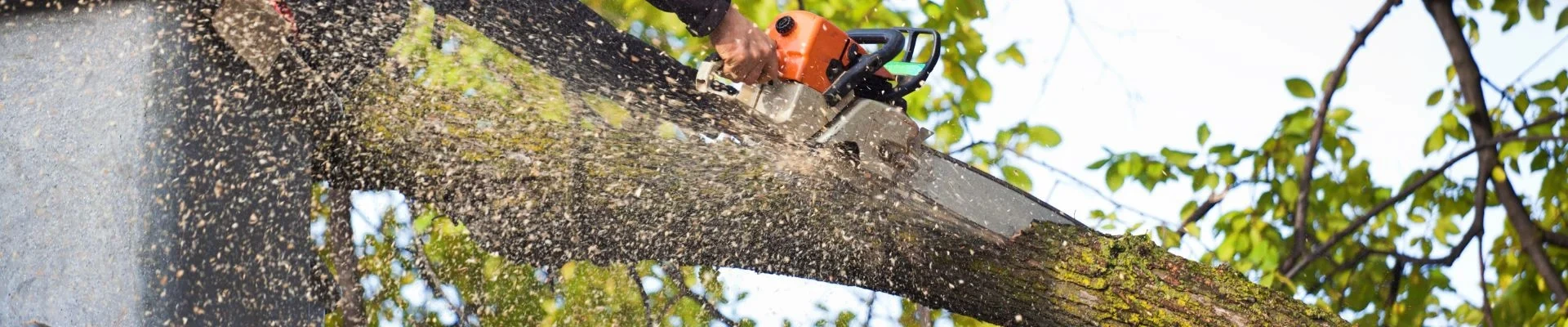 Tree Services