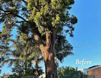 Before tree removal