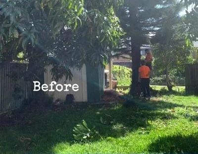Before tree removal