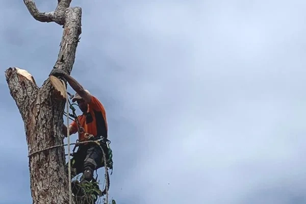Tree Cutting