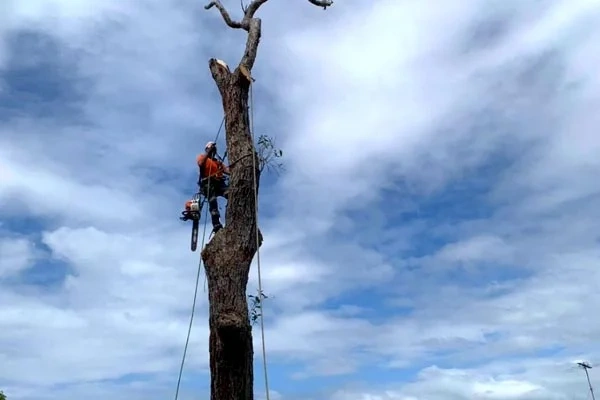 Tree Removal