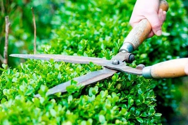 Tree Trimming