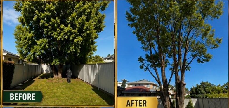 Tree removal work in Carss Park