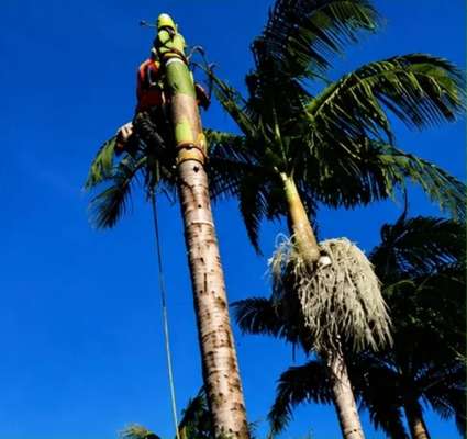 Tree removal work in Connells Point