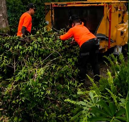 Tree lopping project