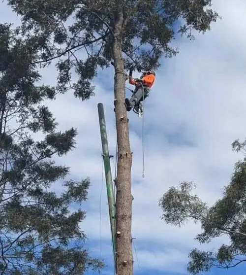 Tree removal work in Peakhurst Heights