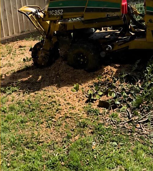 Professional arborist service