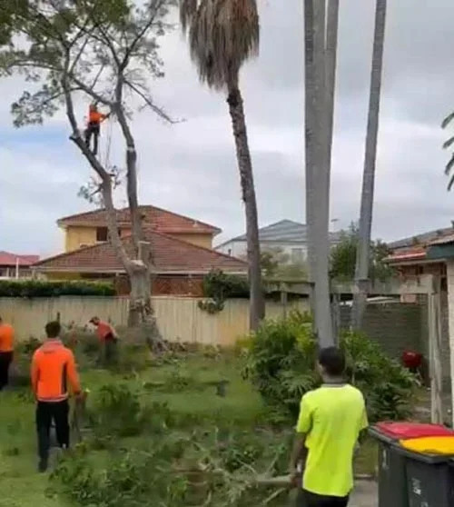 Tree cutting service