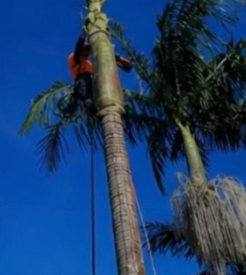Tree lopping project