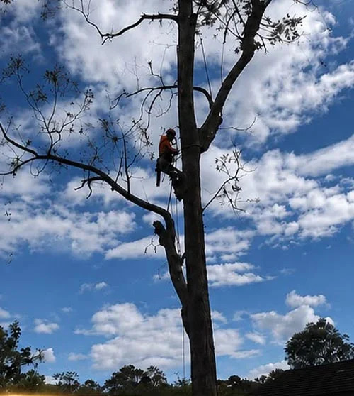 Tree service equipment