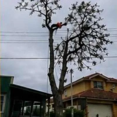 Professional arborist service