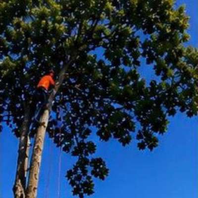 Completed tree work