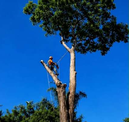 Tree cutting service