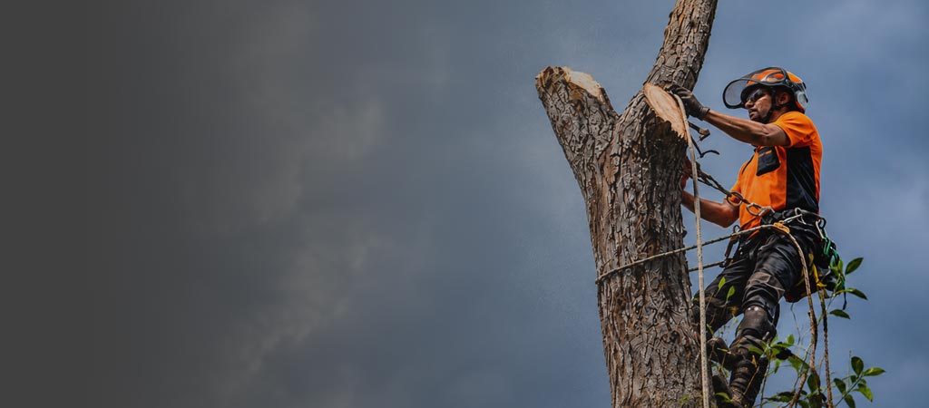 Tree Removal Beverly Hills