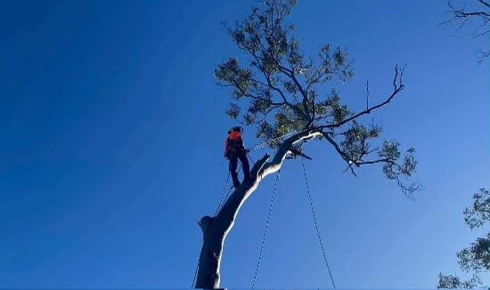 Tree Pruning Connells Point