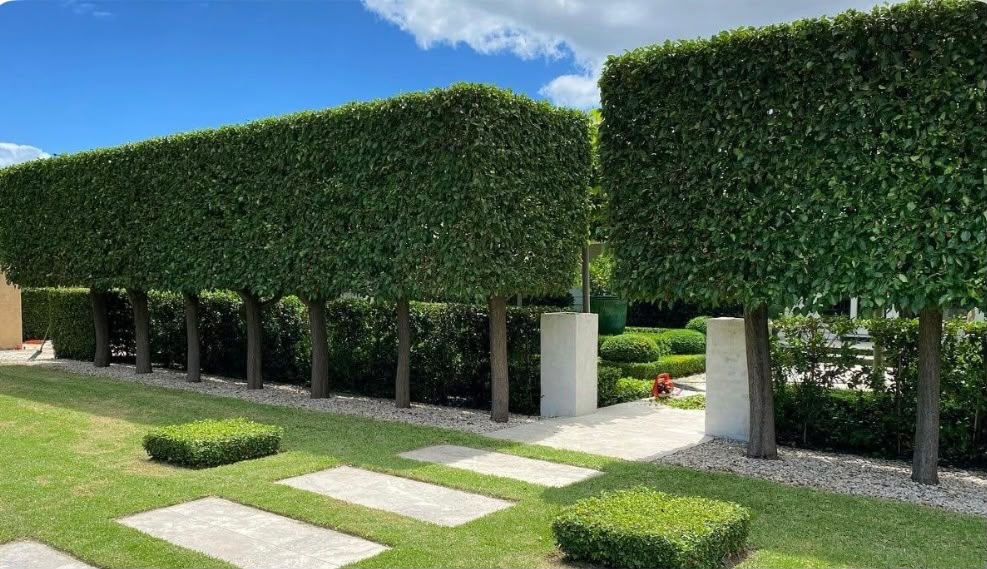 Tree Hedging Connells Point